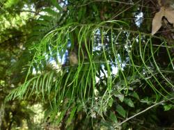 Blechnum filiforme. Fertile fronds with very long, narrow pinnae.
 Image: L.R. Perrie © Te Papa CC BY-NC 3.0 NZ